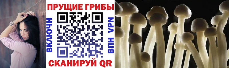 магазин продажи наркотиков Мегион Галлюциногенные грибы Magic Shrooms